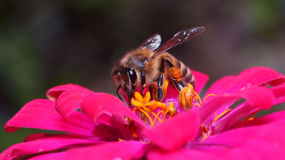 brown honey bee, nature, flower, insect, outdoors, flowering plant HD wallpaper