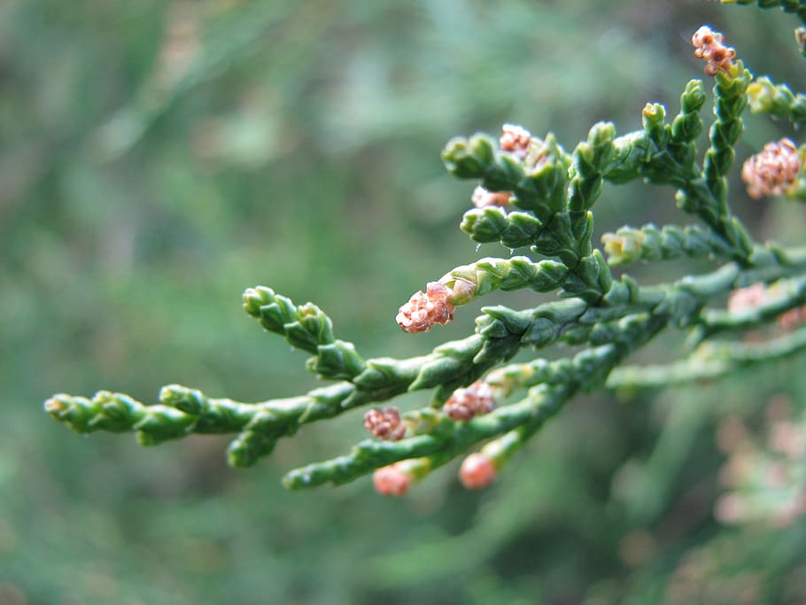 spring, bud, flower, drive, plants, growth, selective focus HD wallpaper
