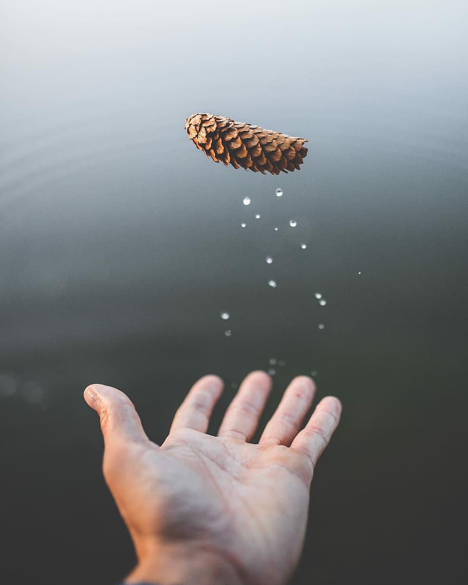 man throwing brown pine cone, macro shot of person hand, water HD wallpaper