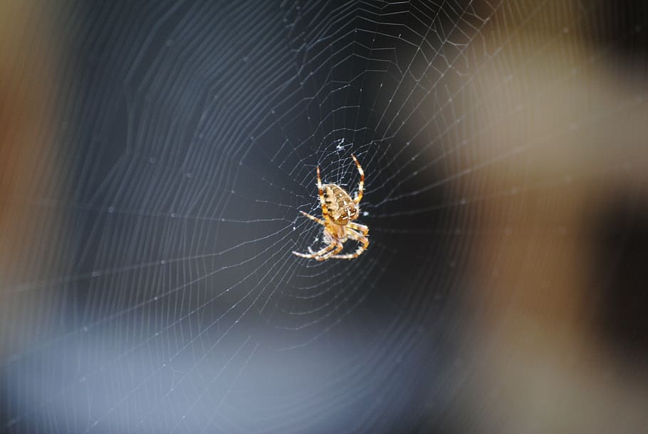 spider, web, spiderweb, nature, scary, cobweb, arachnid, creepy HD wallpaper