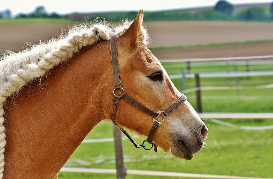 photo of brown horse head, coupling, mane, braids, woven, meadow HD wallpaper