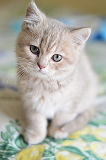 orange kitten in tilt-shift photography, cat, cute, kitty, pets HD wallpaper