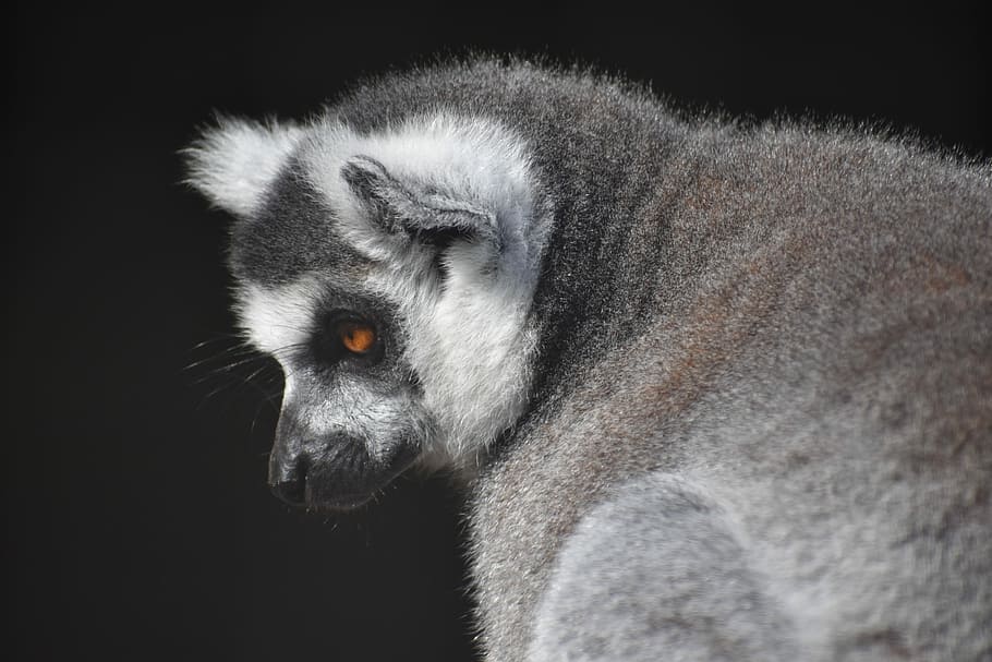 mammal, primate, monkey, wildlife, animal, one animal, animal wildlife HD wallpaper