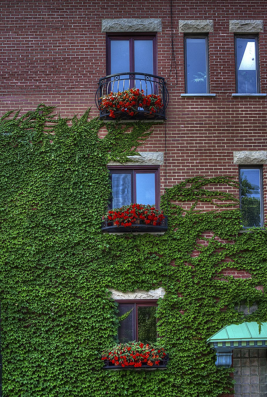 building, exposed bricks, flowers, red bricks, vine, windows HD wallpaper
