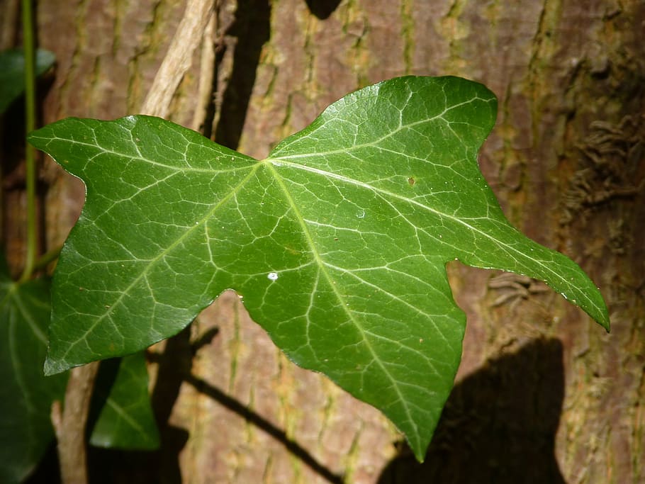 ivy, leaf, tree, climber, green, ivy leaf, nature, autumn, plant HD wallpaper