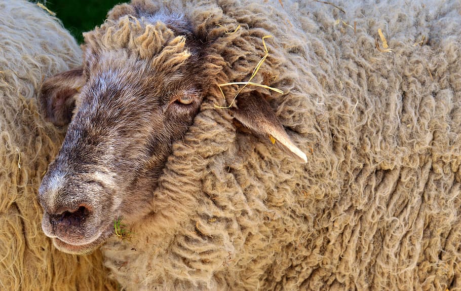 closeup photo of brown sheep, wool, animal, meadow, nature, winter coat, HD wallpaper