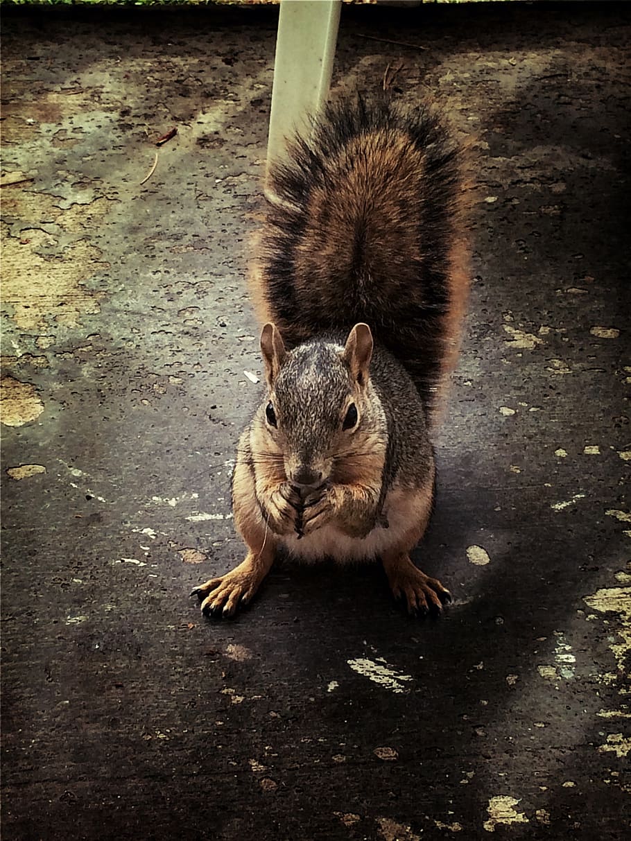 squirrel, rodent, fall, animal, wildlife, cute, fur, furry HD wallpaper