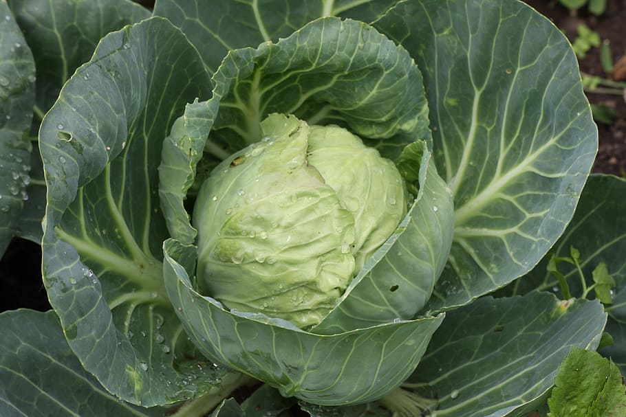 white cabbage, kohl, vegetables, food, head cabbage, vegetable growing, HD wallpaper