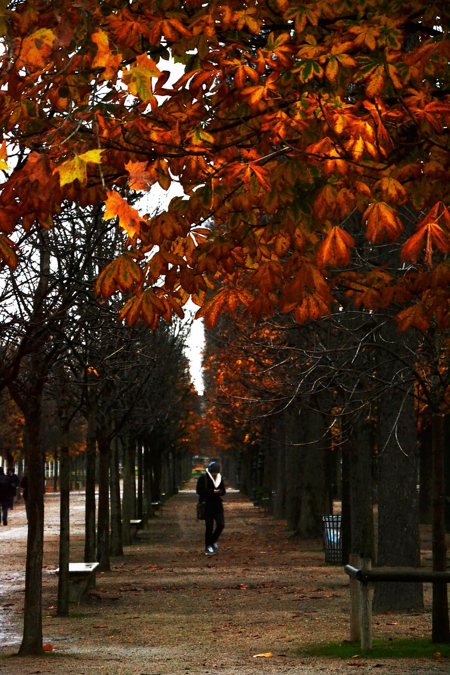 park, forest, tree, fall, leaves, path, nature, man, autumn HD wallpaper