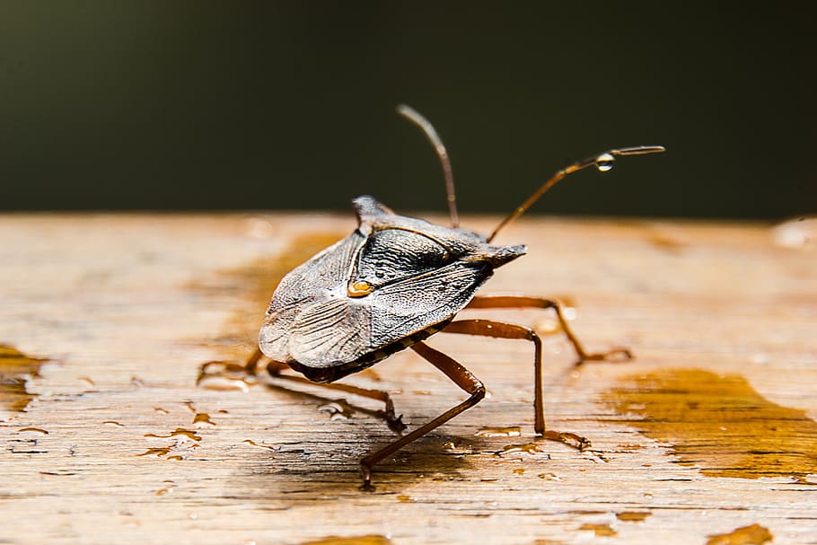 macro, stink bug, nature, close up, animal themes, invertebrate HD wallpaper
