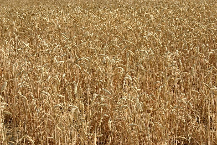 wheat, ears, field, agriculture, growth, land, cereal plant HD wallpaper