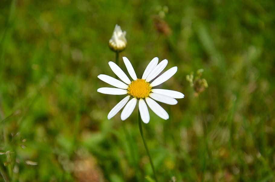flower, daisy, meadow, summer, flowering meadow, natural flower HD wallpaper