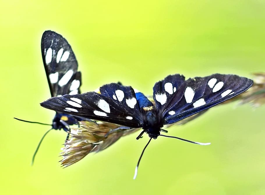 insect, nature, live, animal themes, animal wildlife, one animal HD wallpaper
