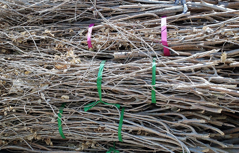 Crotch, Tree, Spring, Log, Outdoor, bundles, twigs, sticks HD wallpaper