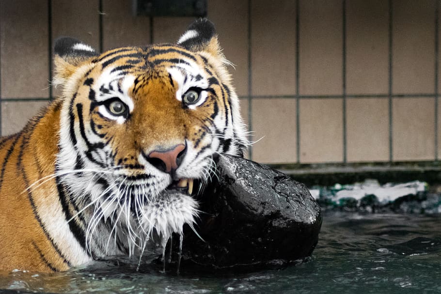 tiger, predator, cat, wildcat, siberian tiger, amurtiger, carnivores HD wallpaper