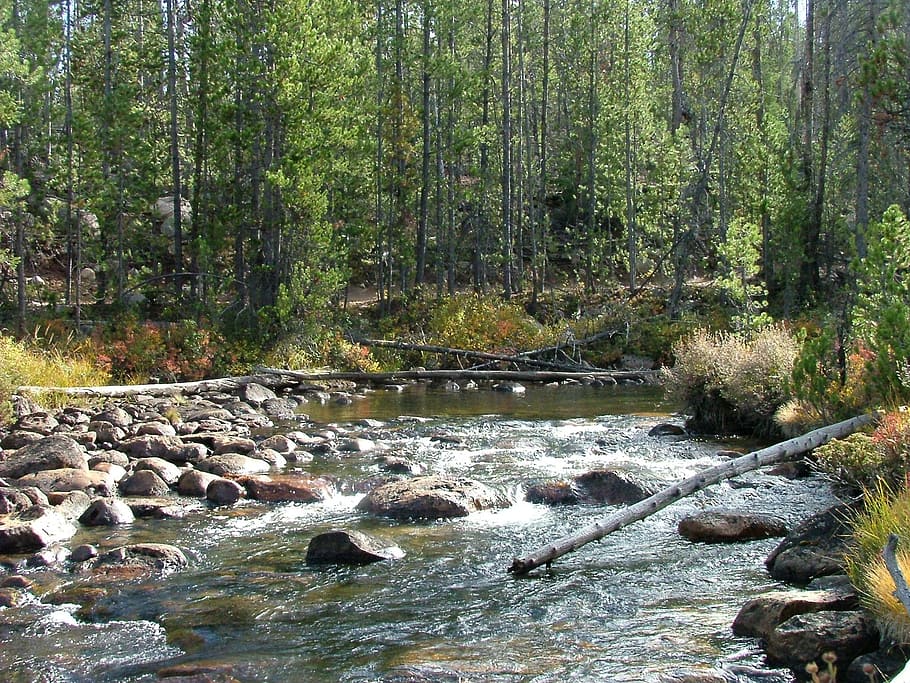 stream, rapids, forest, river, rocks, trees, flowing, water HD wallpaper