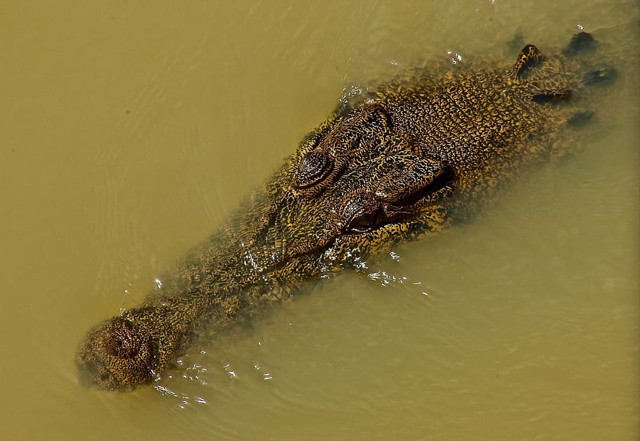 crocodile, freshwater, reptile, predator, australia, wildlife, HD wallpaper