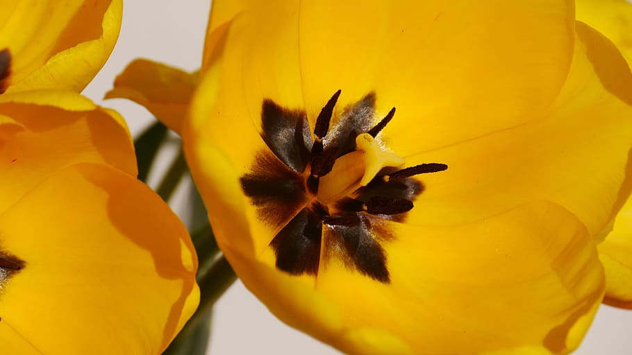 spring, yellow, flower, flowering plant, freshness, vulnerability HD wallpaper