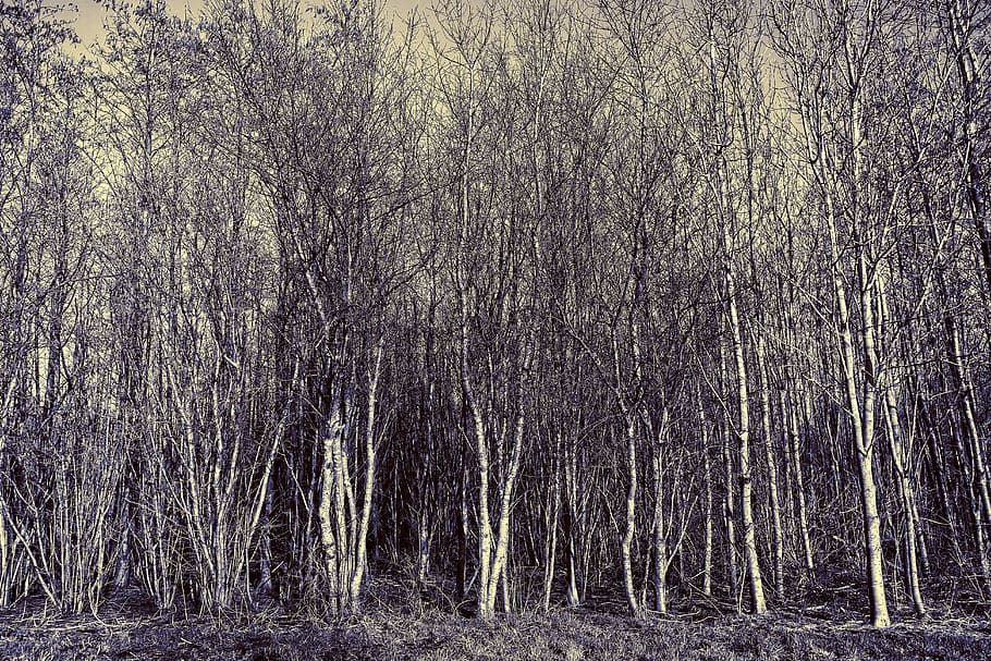 tree, grove, forest, trunk, slender, thin, narrow, leafless HD wallpaper