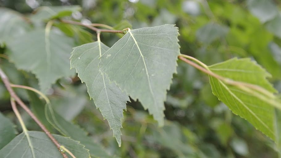 birch, forest, nature, green, trees, flowers, away, autumn HD wallpaper