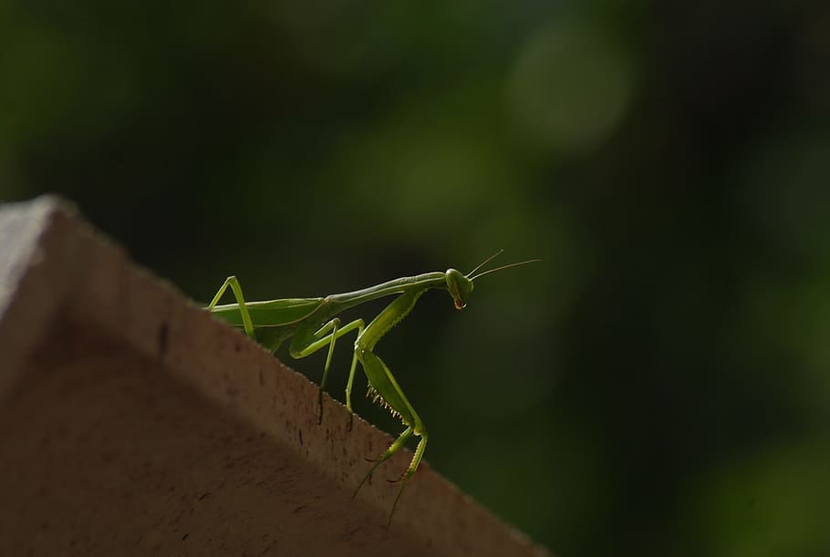 mantis religiosa, insect, animals, animal themes, animals in the wild HD wallpaper