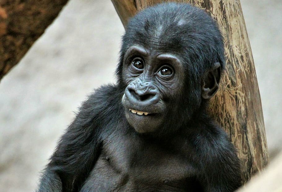 zoo, prague, ajabu, mammal, primate, ape, animal wildlife, one animal HD wallpaper