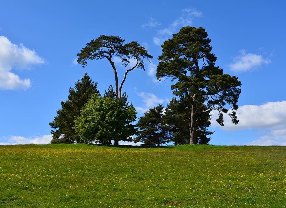 Plants, Trees, Grass, Environment, sky, green, nature, tree planting HD wallpaper