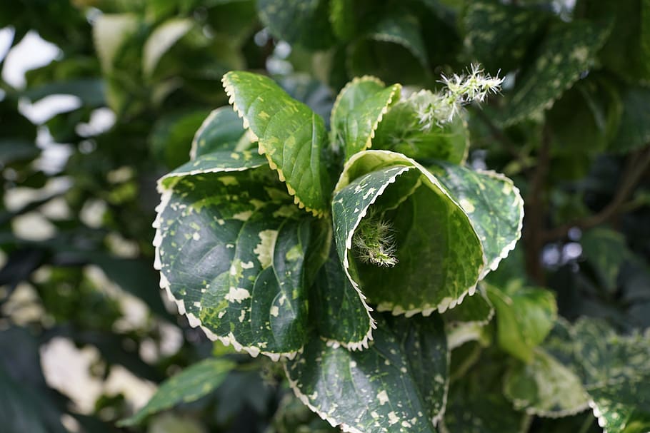 copper leaf, acalypha amentacea, green, green color, growth HD wallpaper