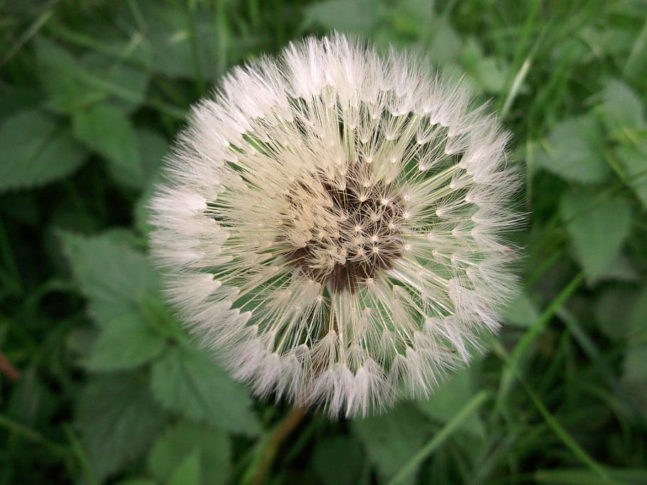 Dandelion, Close, Nature, Macro, Seeds, plant, close-up, flower HD wallpaper