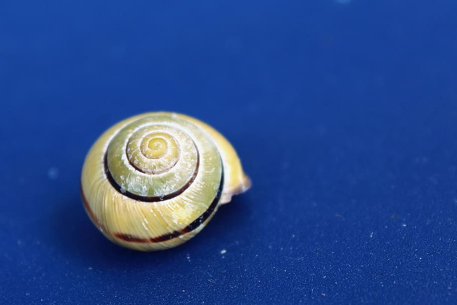 snail, shell, mollusk, close, slowly, snail shell, reptile HD wallpaper