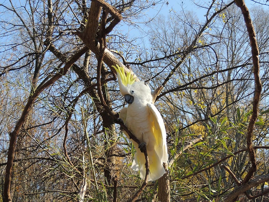 white and yellow cockatoo on branch, parrot, bird, parrot in a tree HD wallpaper