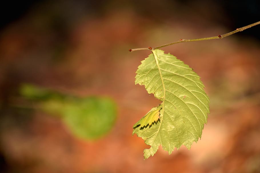 leaf, autumn, nature, macro, park, beauty, tree, trunk, plant HD wallpaper