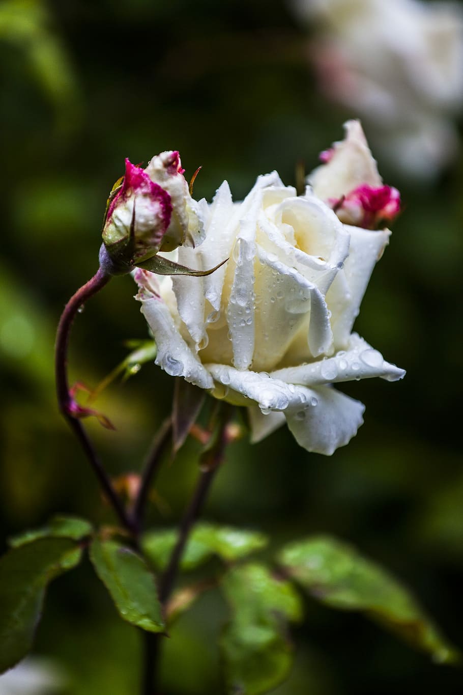 flower, rose, white, romantic, love, valentine's day, summer HD wallpaper
