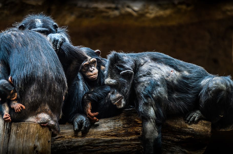 chimps, ape, animal, zoo, primate, apes, animal world, mammal, HD wallpaper