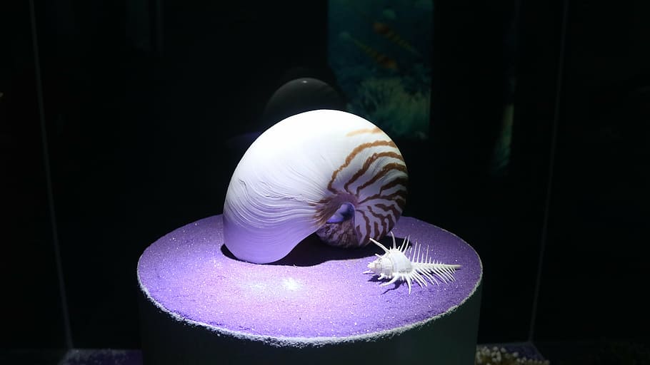 shell, nautilus, marine, shellfish, animal, animal themes, indoors HD wallpaper