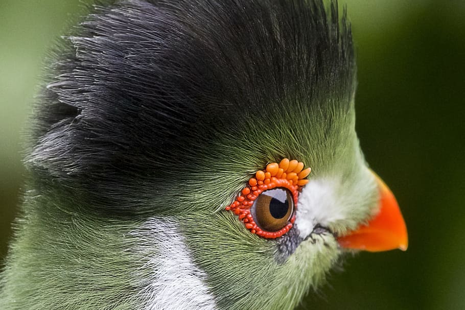 close-up photography of green turaco, white, cheeked, touraco