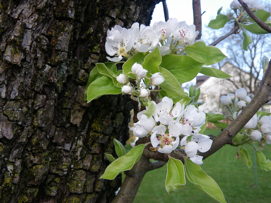 Spring, Apple Blossom, Nature, flower, fragility, growth, freshness HD wallpaper