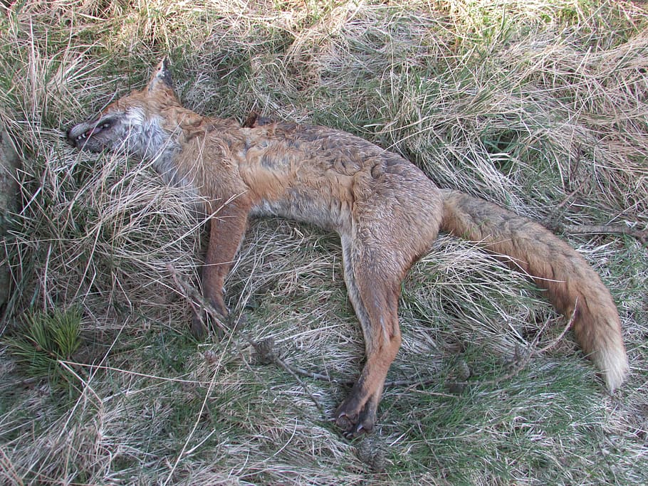 dead, fox, death, predator, animal, carnivore, wild, mammal HD wallpaper