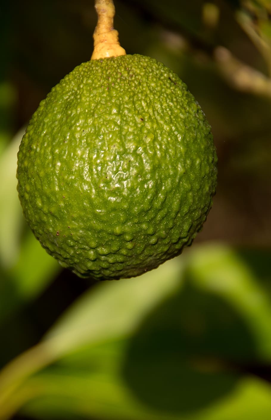 hass avocado, tree, avocados, health, fruit, green, growing, HD wallpaper