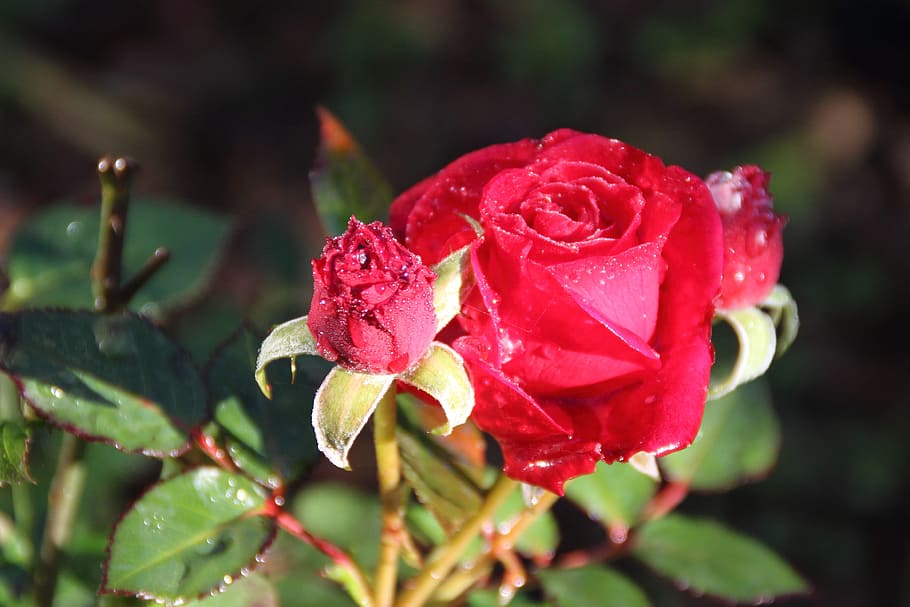 rose, dew, winter, cold, flower, flowering plant, beauty in nature HD wallpaper