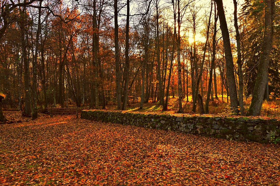 leaf, sunshine, forest, tree, sweden, outdoor, nature, beautifully HD wallpaper