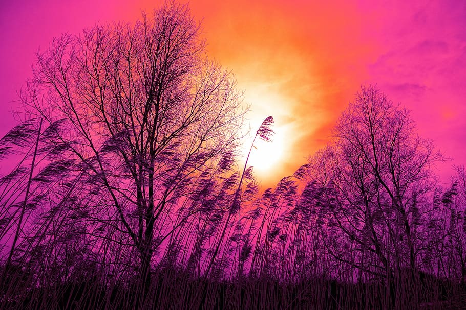 landscape photography of black trees, reed, silhouette, sunset HD wallpaper