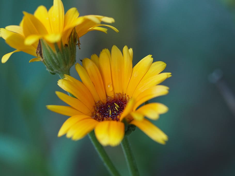 flower, summer, romance, wedding, love, nature, summer flower HD wallpaper
