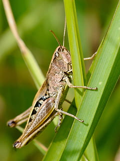 desert locust, insect, macro, animal wildlife, animals in the wild HD wallpaper
