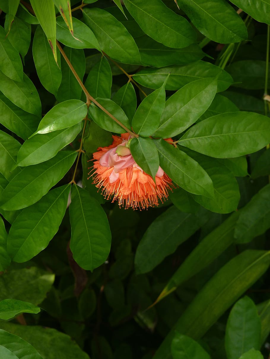 tree flowering, exotic, nature, bloom, tropical, close, plant HD wallpaper
