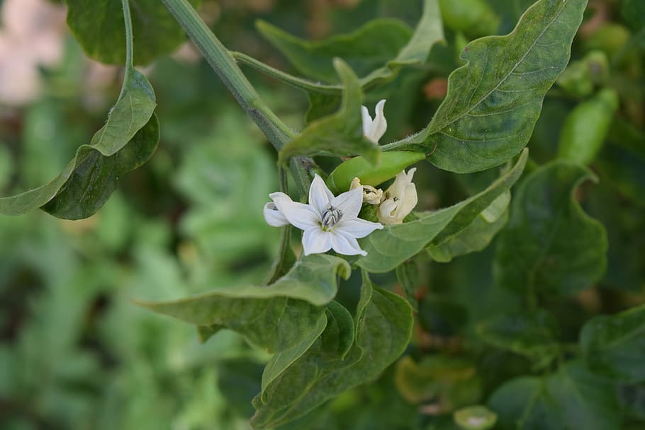 Cayenne Pepper, Flower, Capsicum Annuum, leaf, green color HD wallpaper