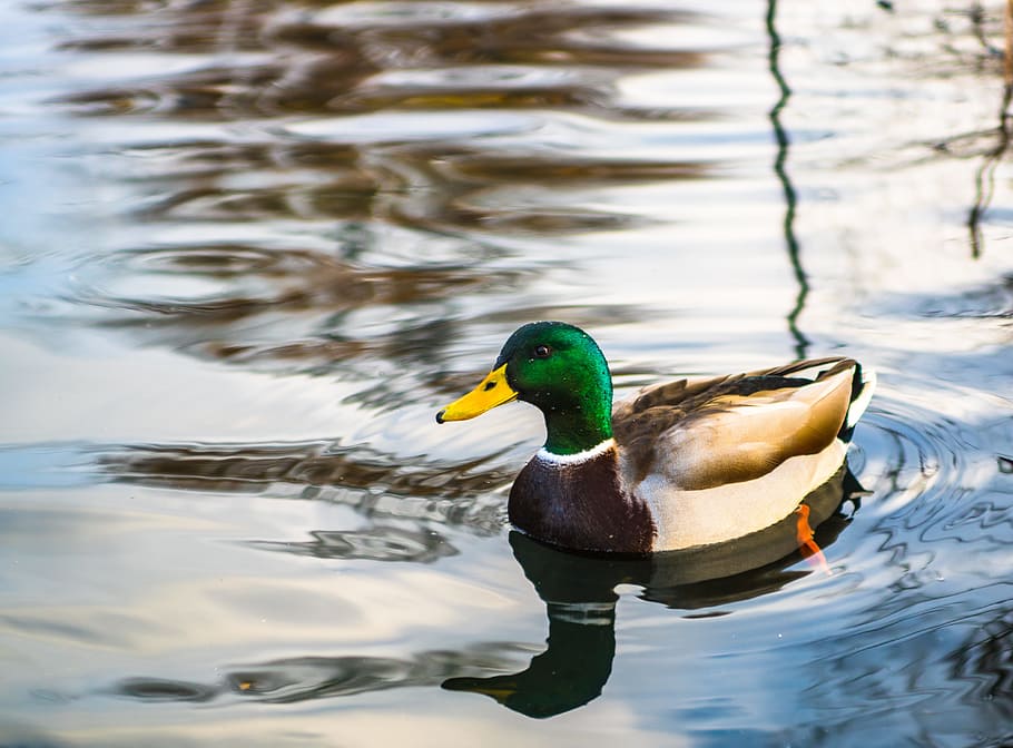 duck, water, lake, bird, animals in the wild, animal themes HD wallpaper
