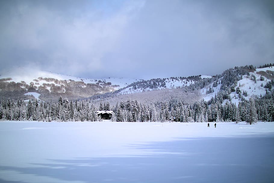 landscape photography of snow mountain, snow-covered pine forest under gray skies HD wallpaper
