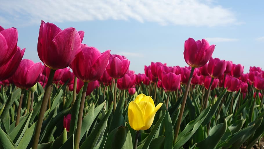tulips, bulbs, spring, holland, tulip fields, flower, netherlands HD wallpaper