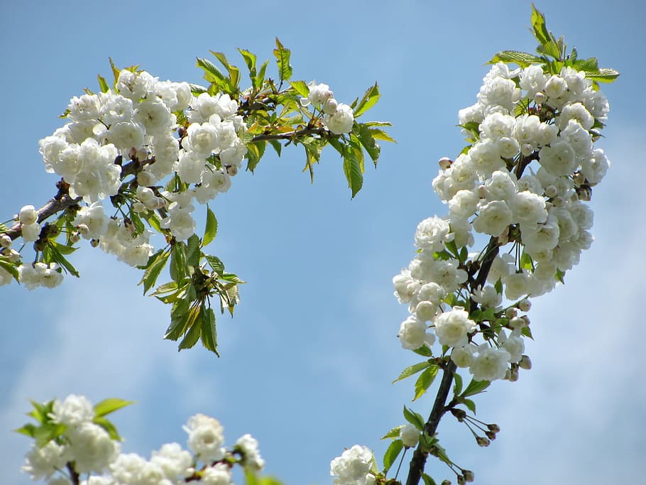 tree, blossom, blossoms, spring, nature, white, flower, flowering plant HD wallpaper